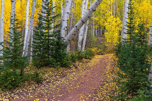 Forest trail surrounded by spruce and yellow aspen trees