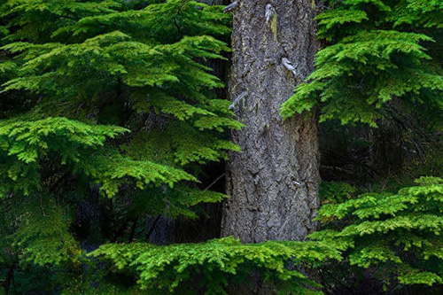 A tree trunk and an evergreen tree canopy