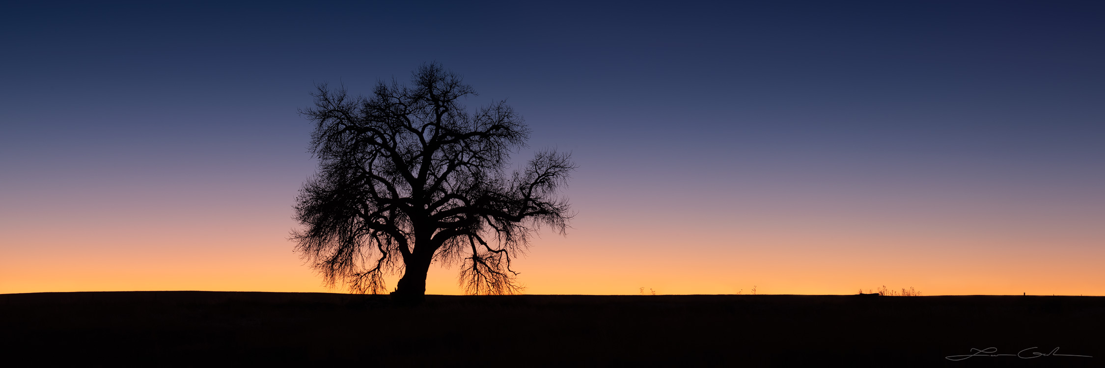 Solitary cottonwood tree silhouette in twilight