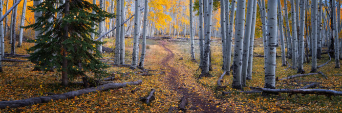 A weaving forest path through an aspen forest with fall colors