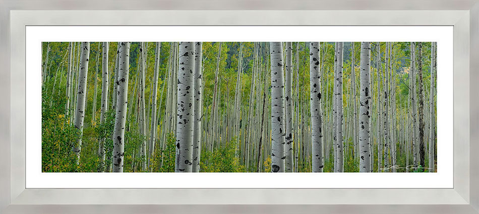 A panoramic image of an aspen forest framed with a gray frame