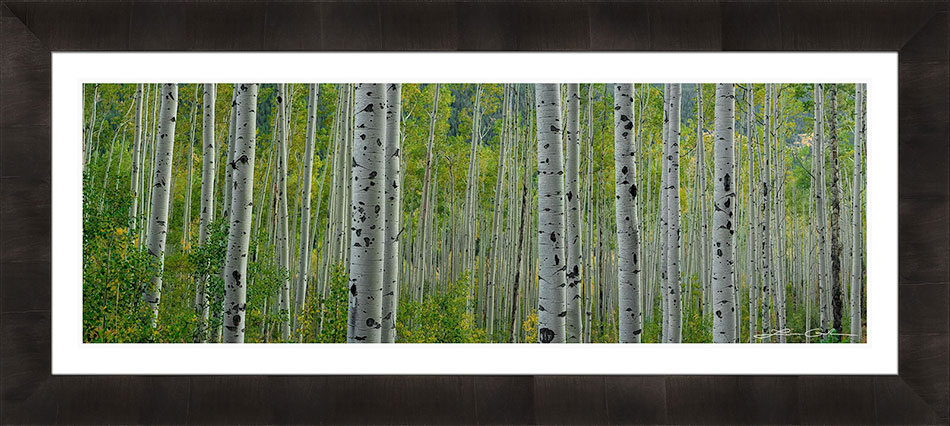 A panoramic image of an aspen forest framed with a dark frame