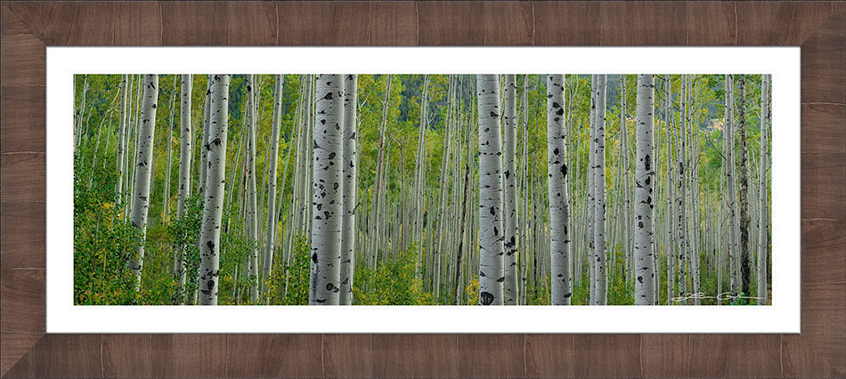 A panoramic image of an aspen forest framed with a brown frame