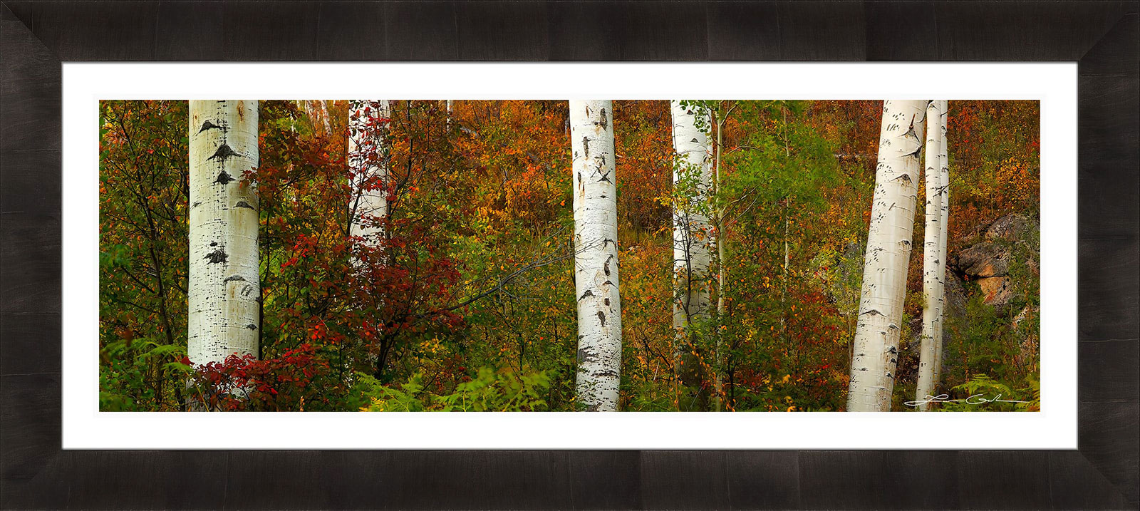 A framed print of white aspen tree trunks and colorful fall foliage