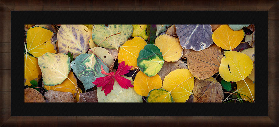 A panoramic close-up of fall color aspen leaves, framed print with a black liner