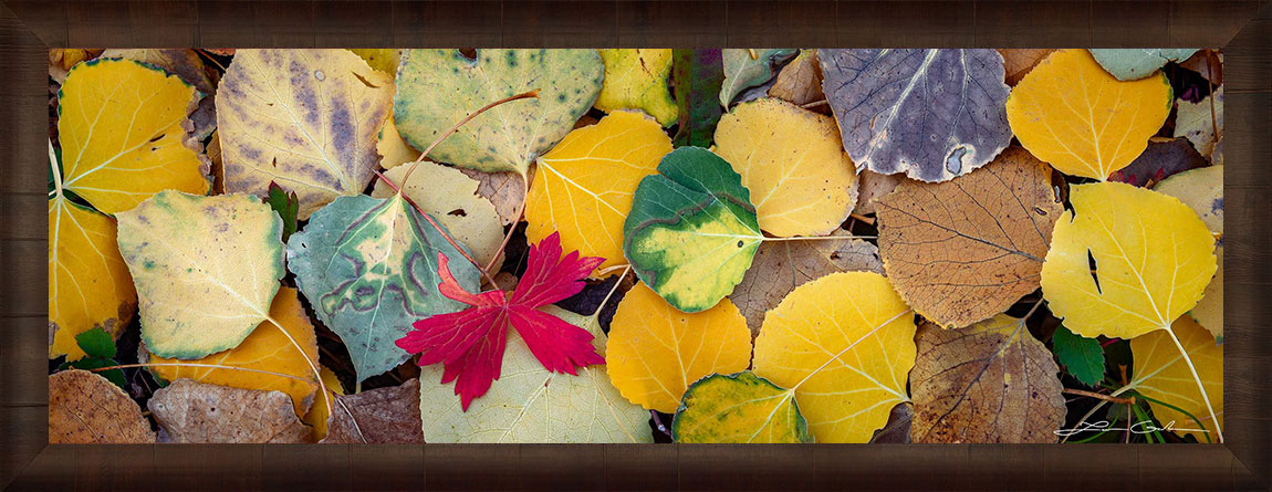 A panoramic close-up of fall color aspen leaves, framed print without a liner