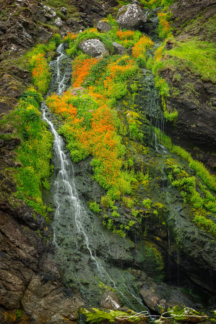 A waterfall surrounded by beautiful wildflowers - Faroe Islands - Gintchin Fine Art