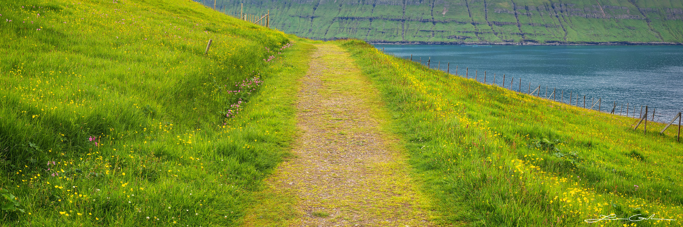 A beautiful path on the side of a coastal hill covered with lush grass and wildflowers by the ocean - Faroe Islands - Gintchin Fine Art