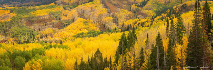 Aspen hills with golden leaves and evergreen trees - Gintchin Fine Art
