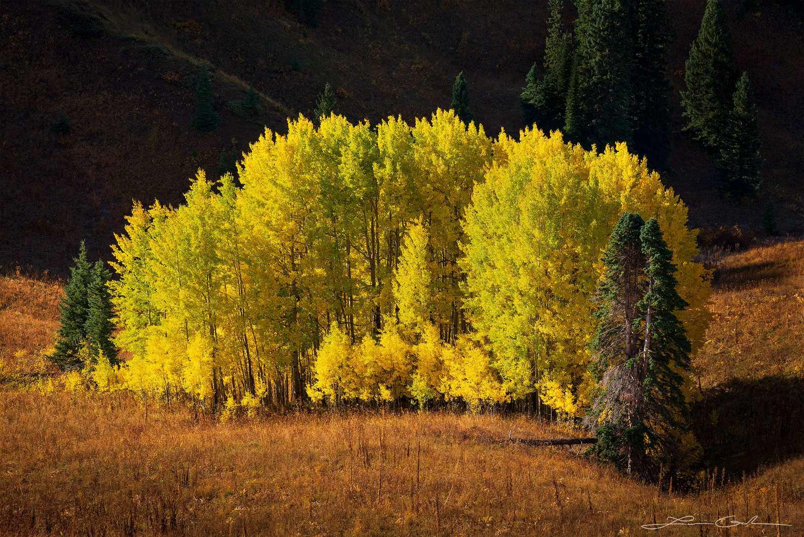 An aspen tree grove emerges in a color explosion against the darker shaded background of a steep terrain - Gintchin Fine Art
