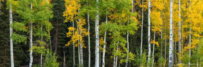 A rainbow of aspen fall colors decorate a mixed forest of deciduous and evergreen trees - Gintchin Fine Art