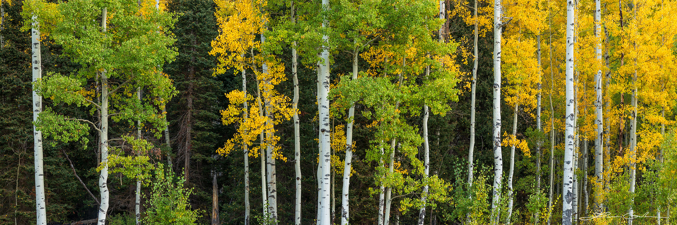 A rainbow of aspen fall colors decorate a mixed forest of deciduous and evergreen trees - Gintchin Fine Art