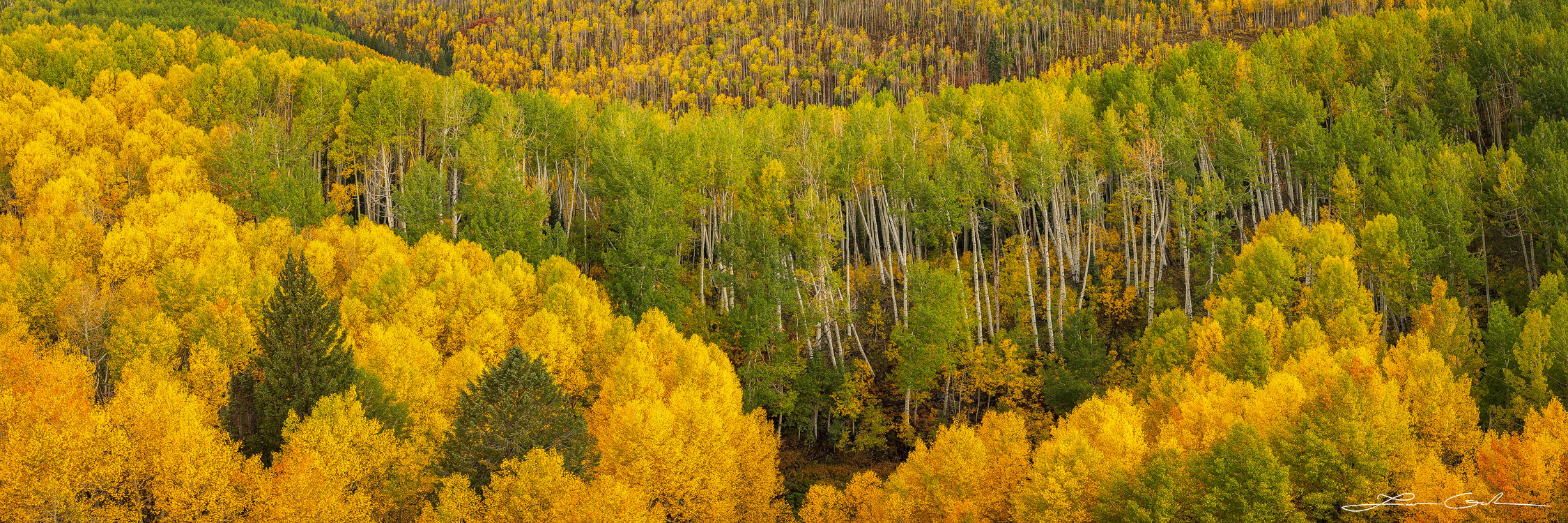 A panorama of a fall color aspen forest with patterns of waves - Gintchin Fine Art