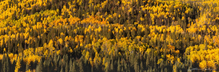 A simple, yet intricate, mix of fall aspen and evergreen trees creates this assortment of color and texture - Gintchin Fine Art