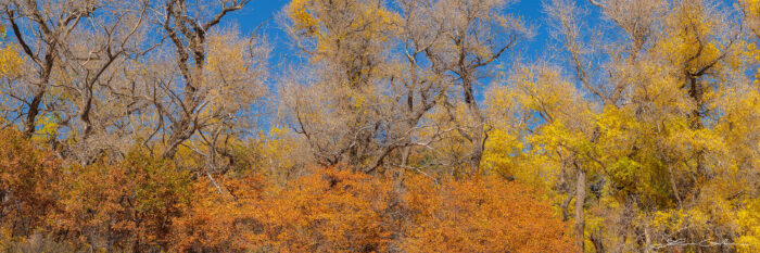 A fascinating web of branches and leaves weaved by fall color cottonwood and bushes - Gintchin Fine Art