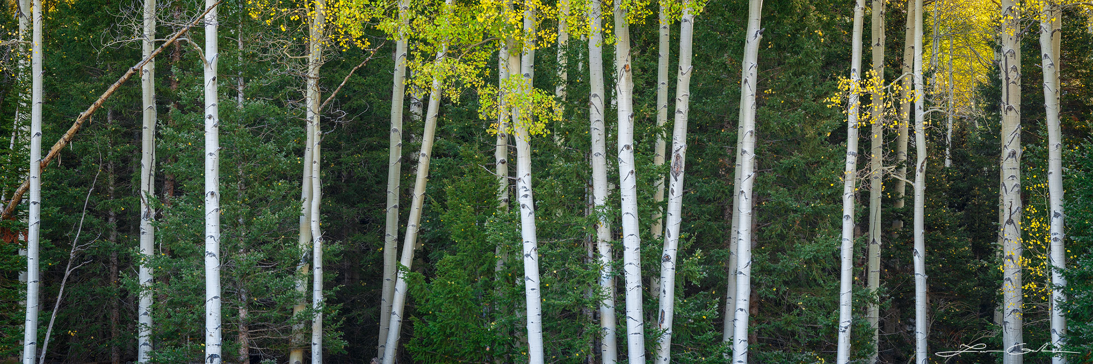 A delightful merging of aspen trunks and pinewood creates a delicate mesh of trees - Gintchin Fine Art