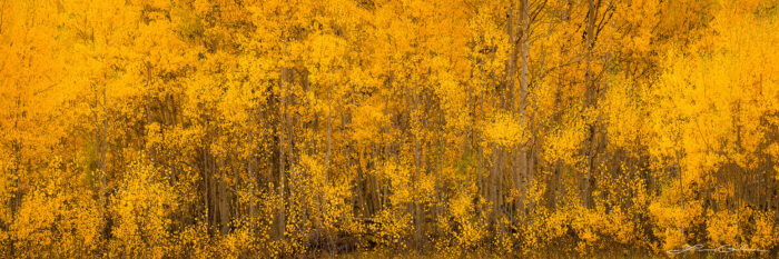 A dense network of gold fall color aspen trunks and branches create an abstract wall of beauty - Gintchin Fine Art
