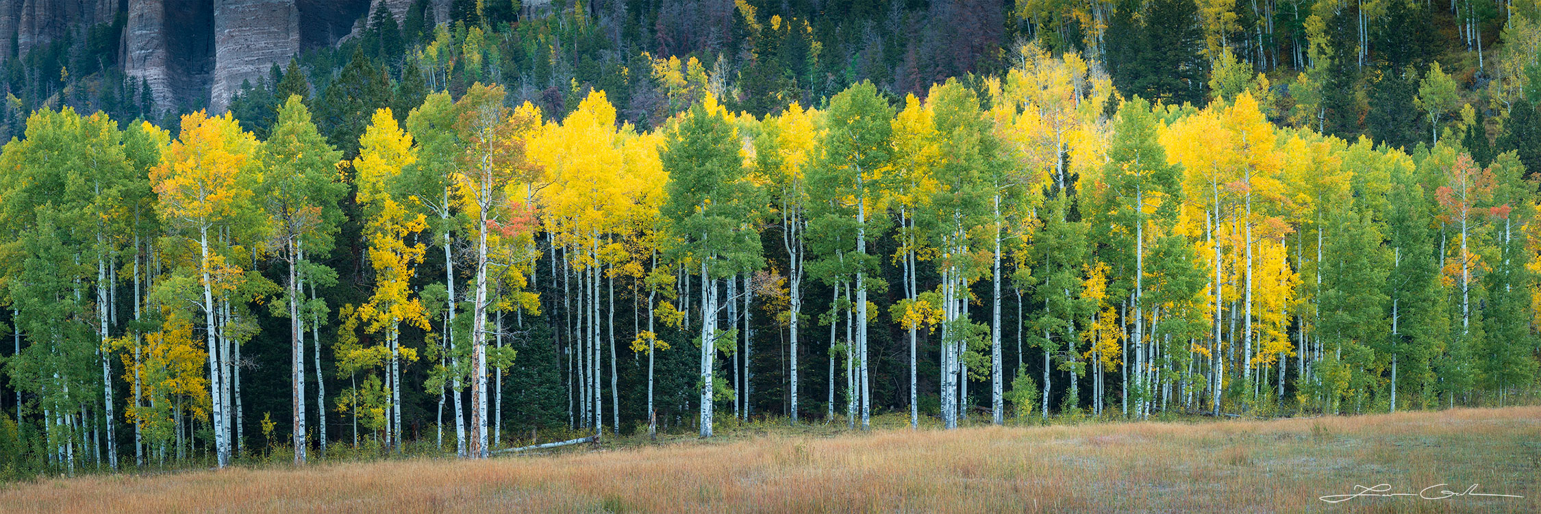 Gold aspen trees among green aspens and spruce trees - Gintchin Fine Art