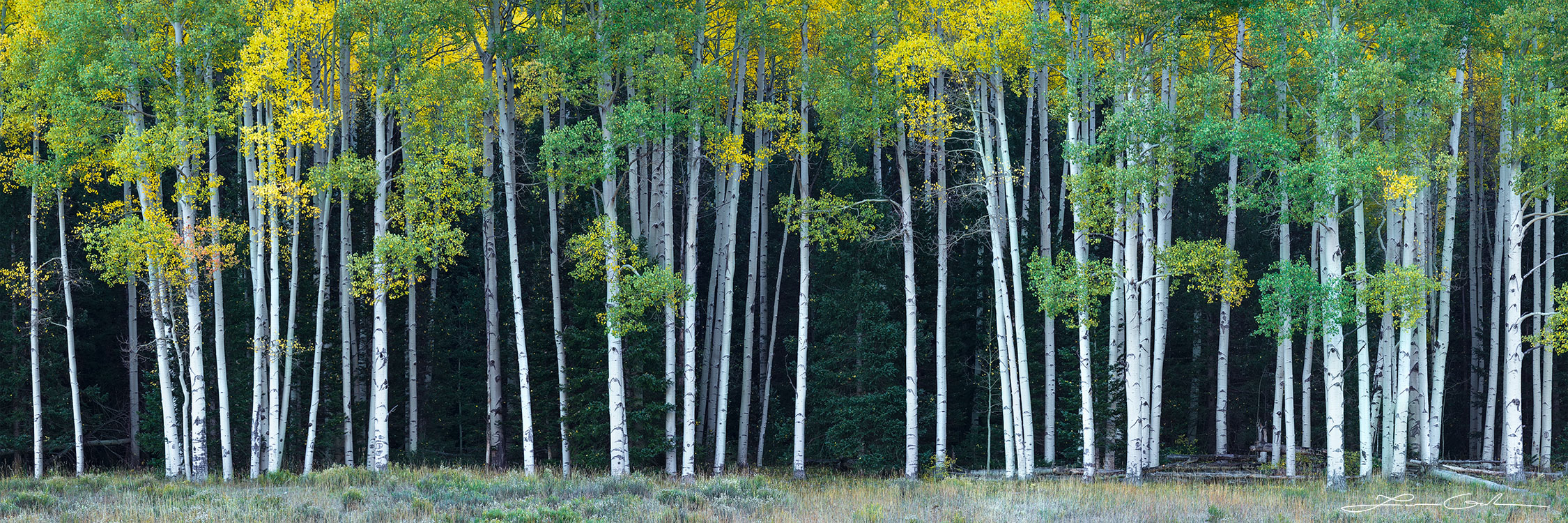 A beautiful row of aspen trees in front of a pine forest - Gintchin Fine Art