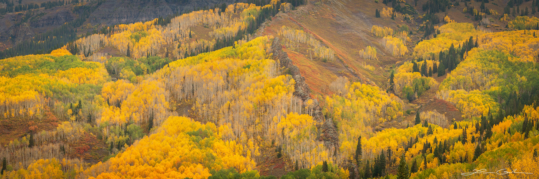 A panoramic photograph of aspen trees and fall colors covering big hills - Gintchin Fine Art