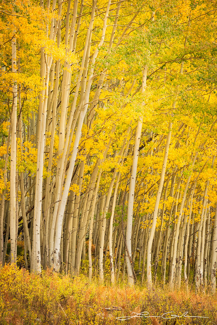 Dense yellow aspen trees form a thick forest wall with beautiful trunks, branches, and leaves - Gintchin Fine Art