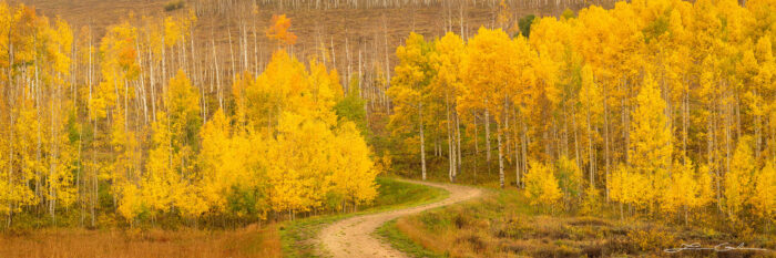 A small country road meanders and enigmatically disappears into the golden aspens - Gintchin Fine Art