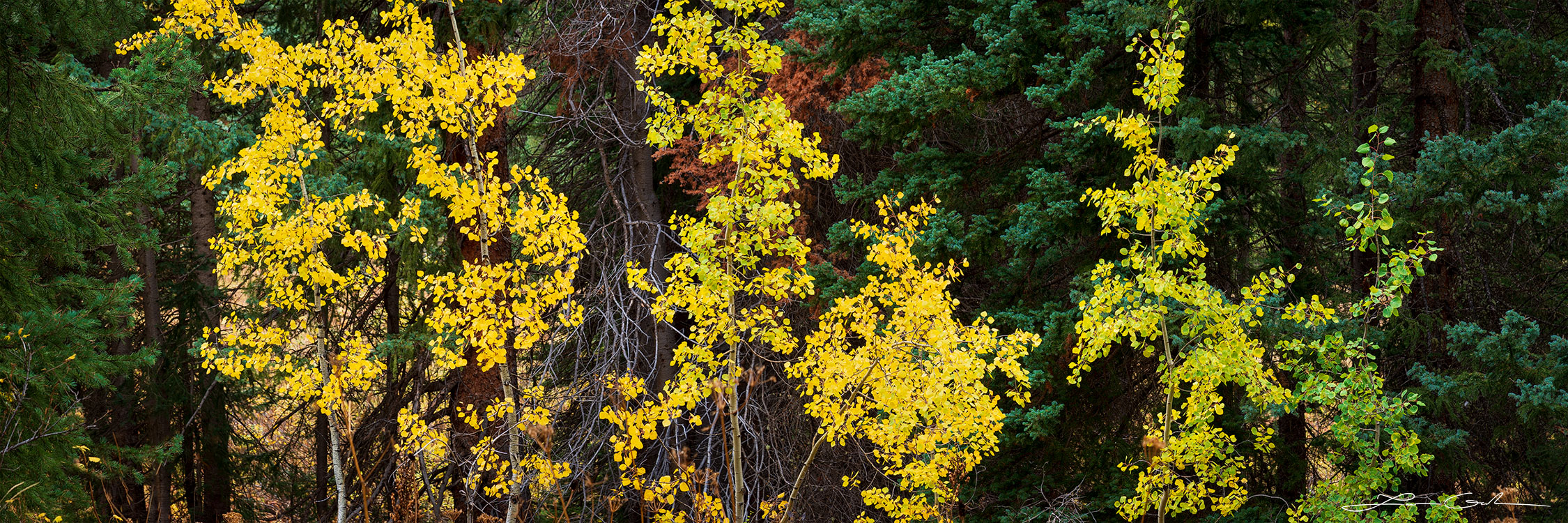 An impressive contrast of yellow aspen fall colors and dark green pinewoods - Gintchin Fine Art