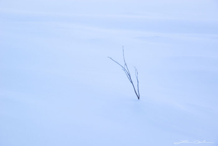 A minimalist winter photograph depicting a lone shrub braving the cold - Gintchin Fine Art
