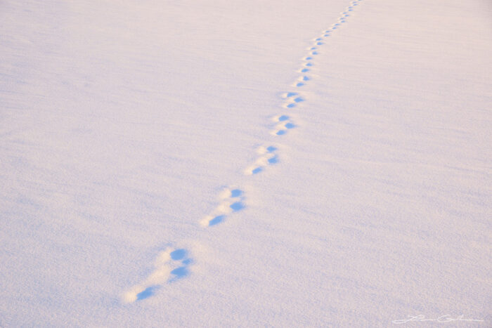 Minimalist fine art created by the footprints of an animal on a cold winter morning - Gintchin Fine Art