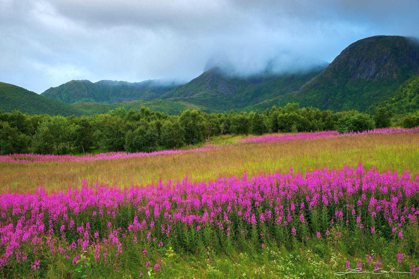 A beautiful wildflower landscape with purple flowers, trees, and mountains in Northern Norway - Gintchin Fine Art