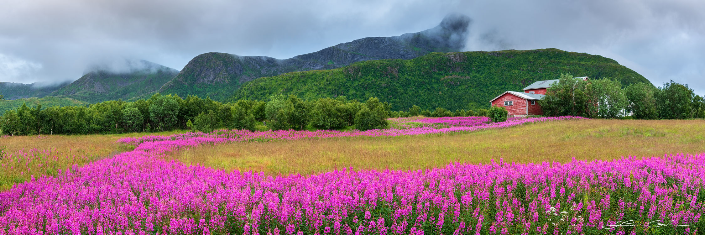 A beautiful field of lofoten pink wildflowers in Norway - Gintchin Fine Art