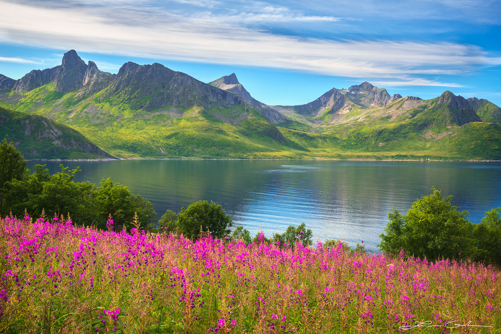 A beautiful view of wildflowers, a fjord and green mountains in Senja, Norway - Gintchin Fine Art