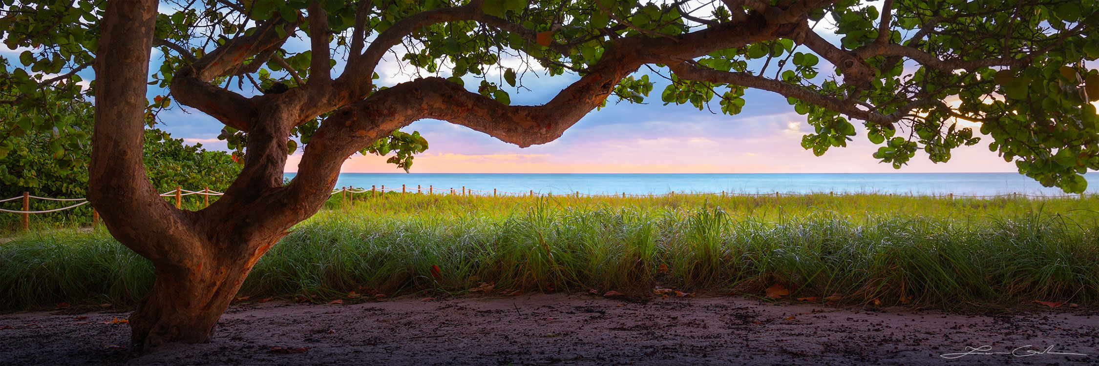 A beautiful tropical tree, beach sand, and grass create a natural window frame into the amazing view of the ocean - Gintchin Fine Art