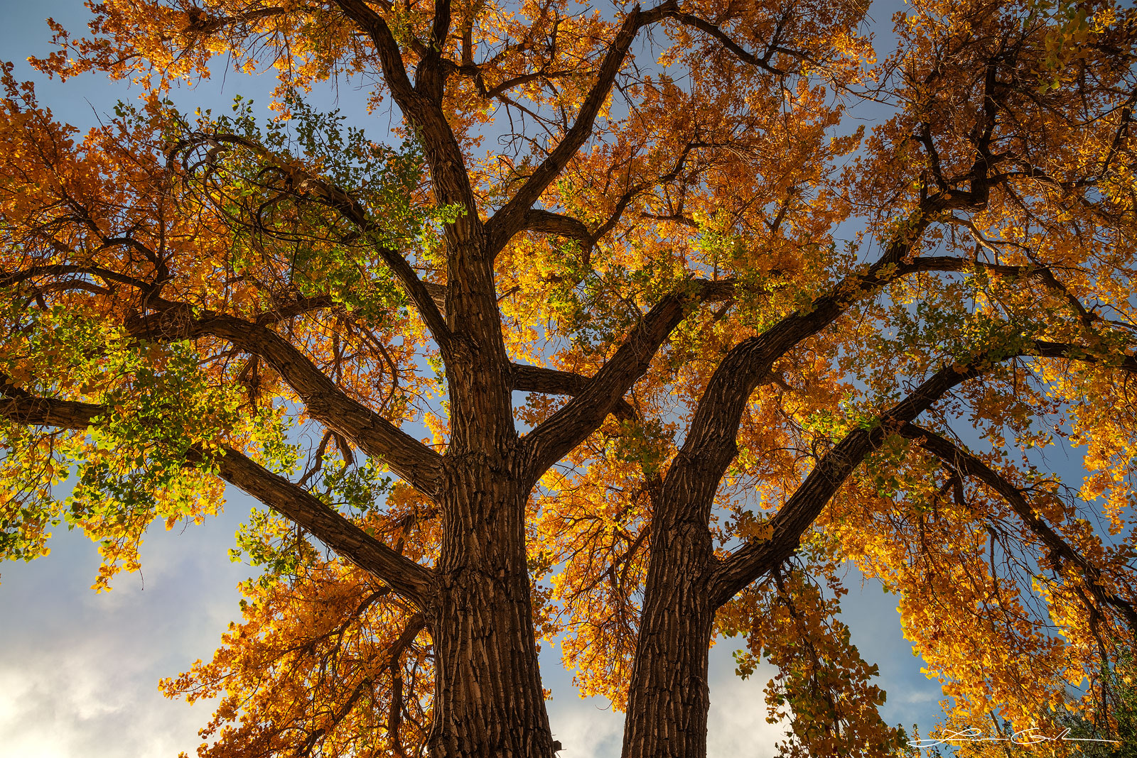 A beautiful giant cottonwood tree with golden leaves during the fall- Gintchin Fine Art
