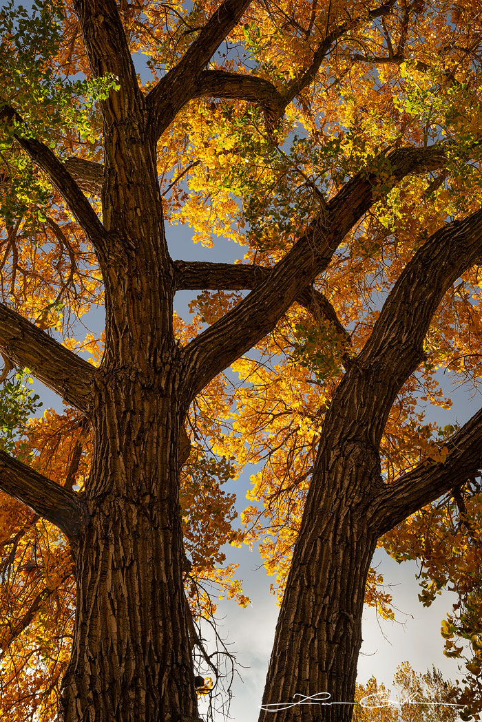 A conttonwood tree with golden leaves - Gintchin Fine Art