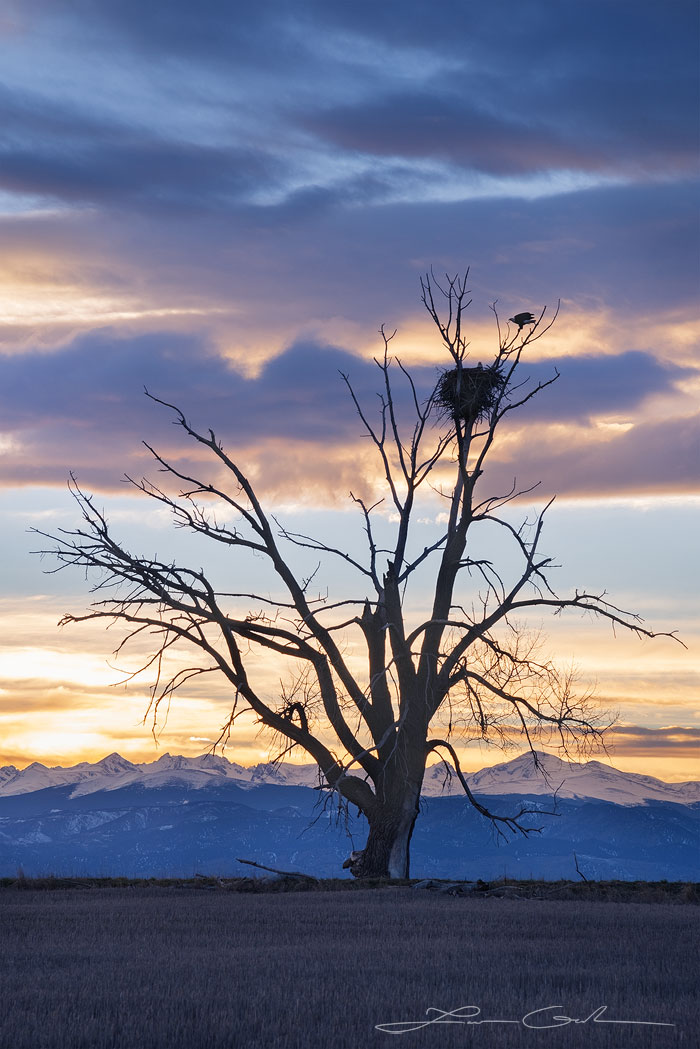 A tall tree with a bal eagles nest and two eagles. Mountains and sunset clouds behind. - Gintchin Fine Art
