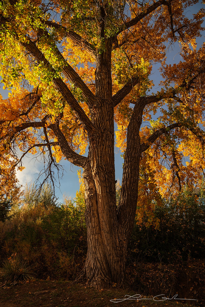 A giant cottonwood tree during fall colors with golden leaves - Gintchin Fine Art