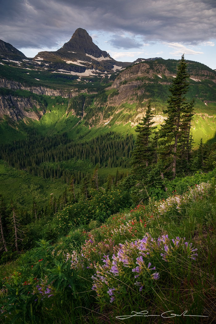 Wildflowers, lush evergreen trees, a mountain valley and a tall mountain in Glacier National Park, Montana - Gintchin Fine Art