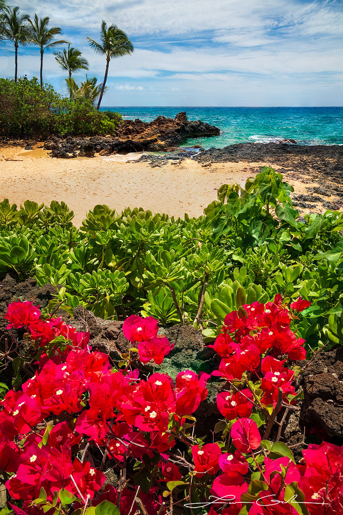 Vibrant red Hawaiian flowers in the foreground, lush green vegetation, a secluded golden beach, calm turquoise ocean, and tropical palm trees under a sunny sky in Maui, Hawaii - Gintchin Fine Art.