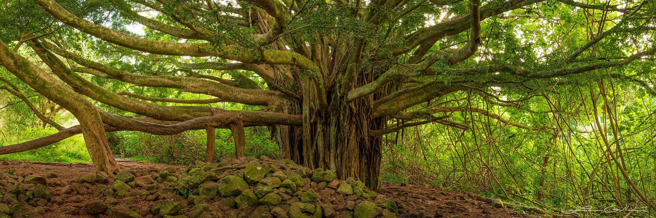 Fine art photo print of an ancient banyan tree in Maui, Hawaii with a broad, robust trunk and sprawling branches that form a lush green canopy against a serene backdrop. - Gintchin Fine Art