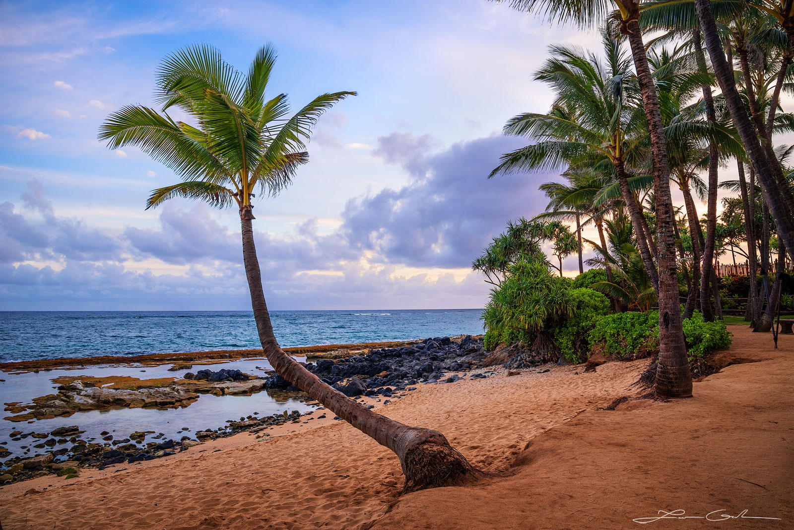 Bent palm tree reaching out towards calm ocean on a sandy Maui beach at dawn, with distant palm trees, rocks, tide pools, and a horizon scattered with clouds under a clear blue sky - Gintchin Fine Art