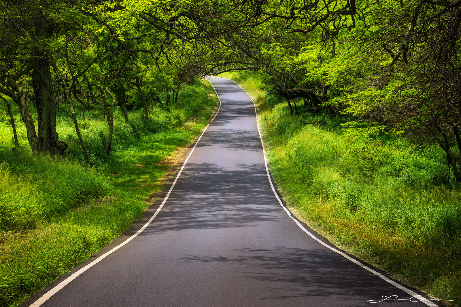 A fine art photo print titled 'Country Road' showing a winding, black paved road descending and ascending amidst lush green vegetation forming a tree tunnel in Maui, Hawaii, predominantly in green and black tones - Gintchin Fine Art
