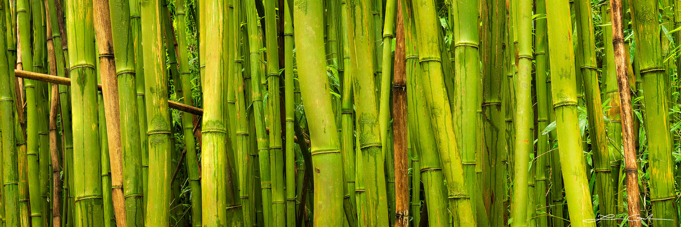 Pano photo art print featuring a close-up of an almost impenetrable green bamboo wall in Maui - Gintchin Fine Art.