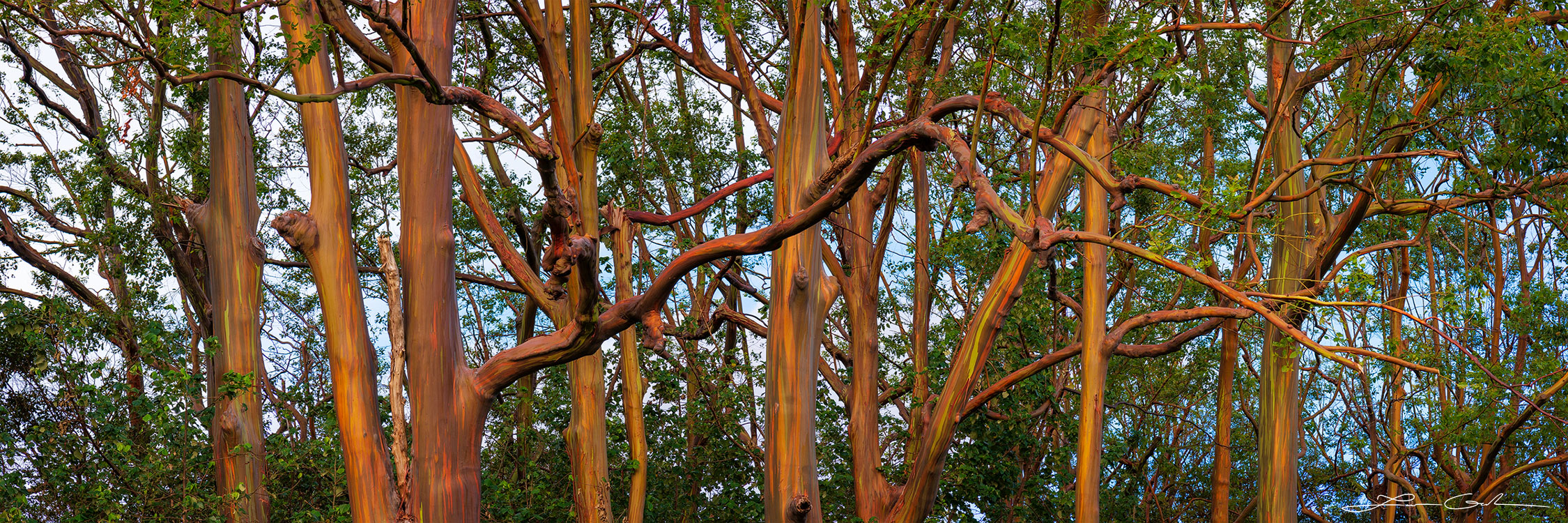Pano fine art photo print showcasing an intertwining maze of eucalyptus trees with vibrant trunks and lush green foliage in Maui - Gintchin Fine Art.
