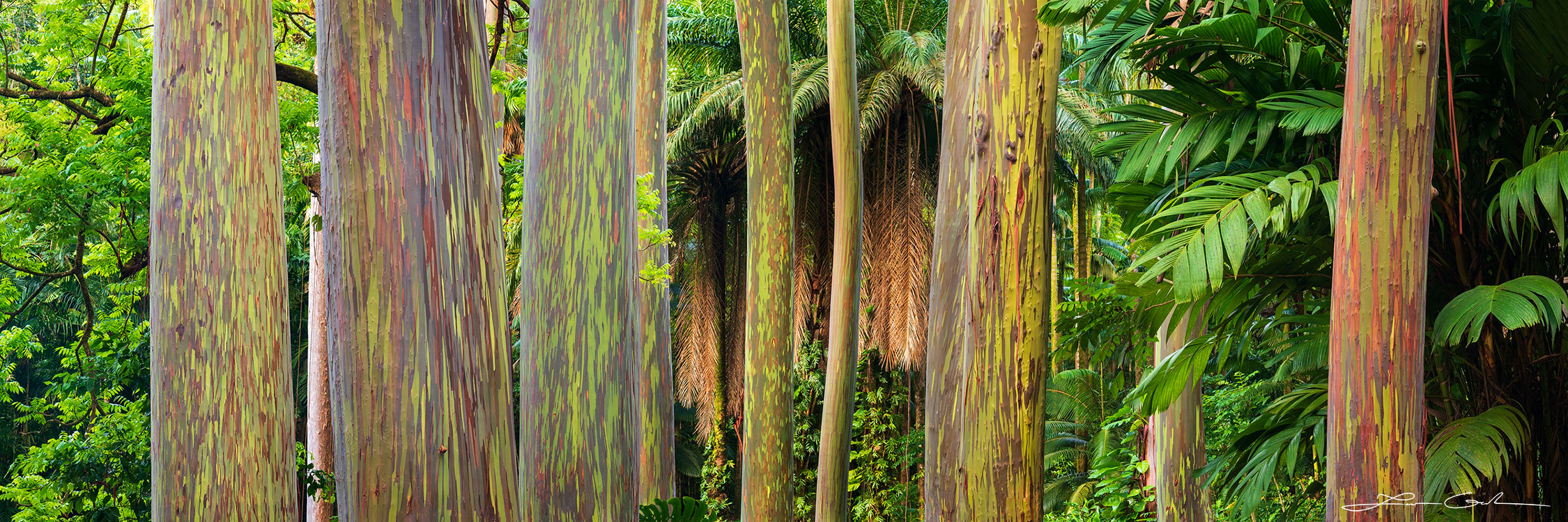 Close-up pano photo art print of colorful rainbow tree trunks surrounded by tropical vegetation in Maui - Gintchin Fine Art.