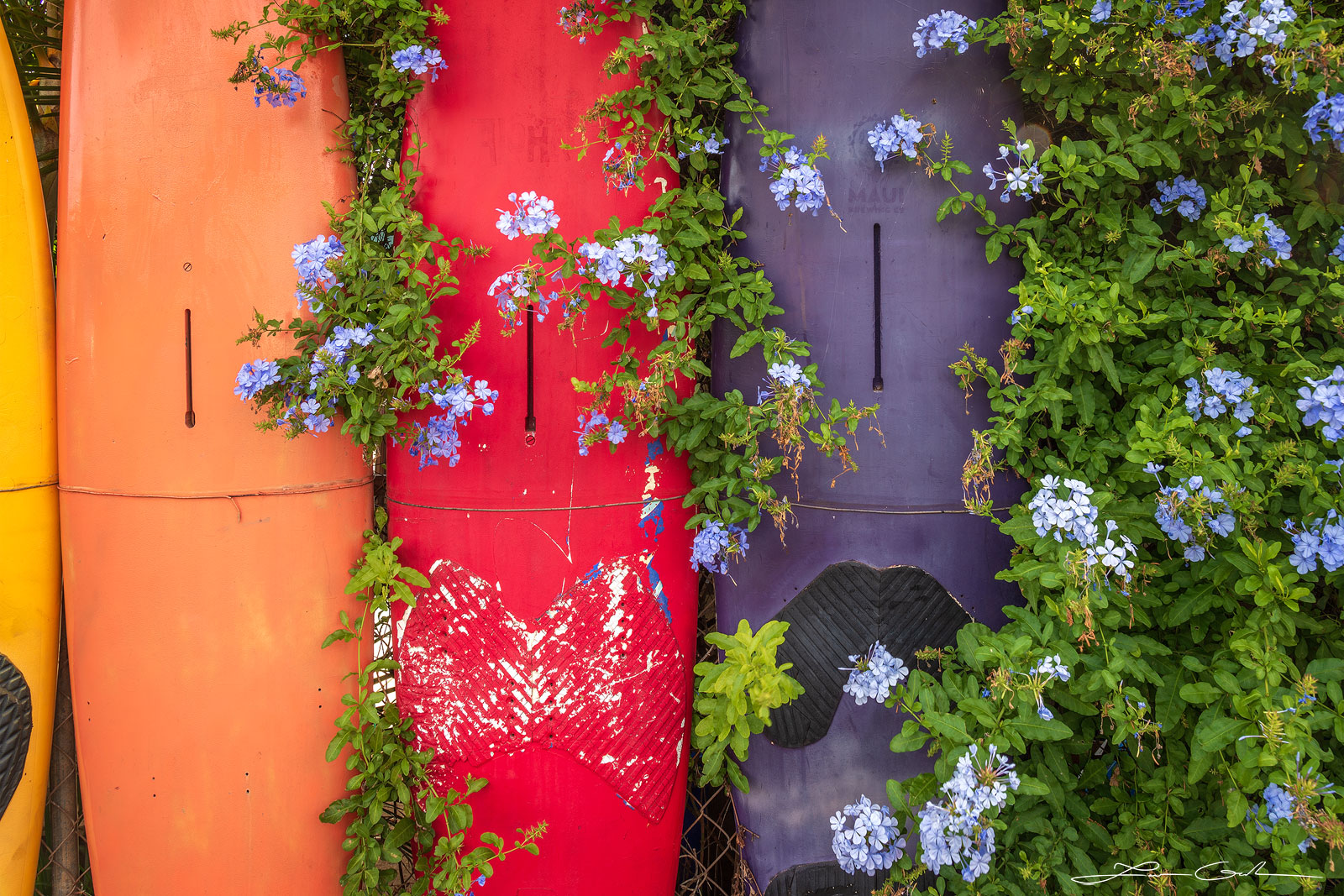 Close-up of three surfboards used as a fence, covered with lush green leaves and vibrant purple Hawaii flowers - Gintchin Fine Art.