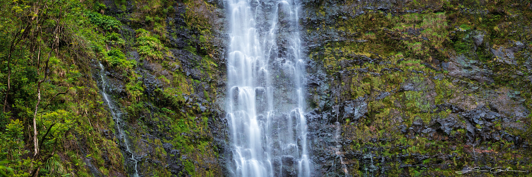 Pano of a tall, powerful waterfall cascading down a moss-covered cliff with resilient trees on the far left in Maui, Hawaii - Gintchin Fine Art.