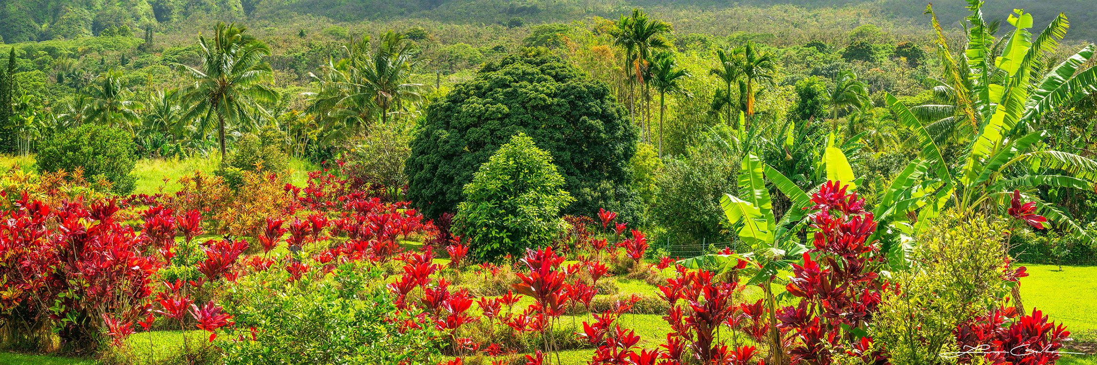 Pano of a lush Hawaiian landscape, featuring tall red flowers in the foreground against an extensive green backdrop of palms, shrubs, and trees in Maui - Gintchin Fine Art.