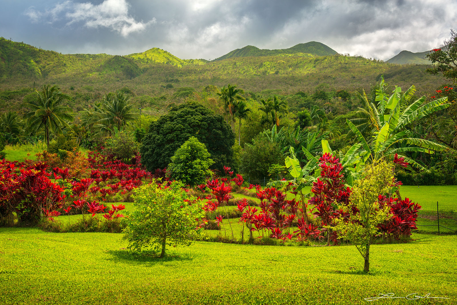 Panorama of a lush Hawaiian garden featuring blooming red shrubs, green trees, and palm trees, with mountains in the distant background in Maui - Gintchin Fine Art