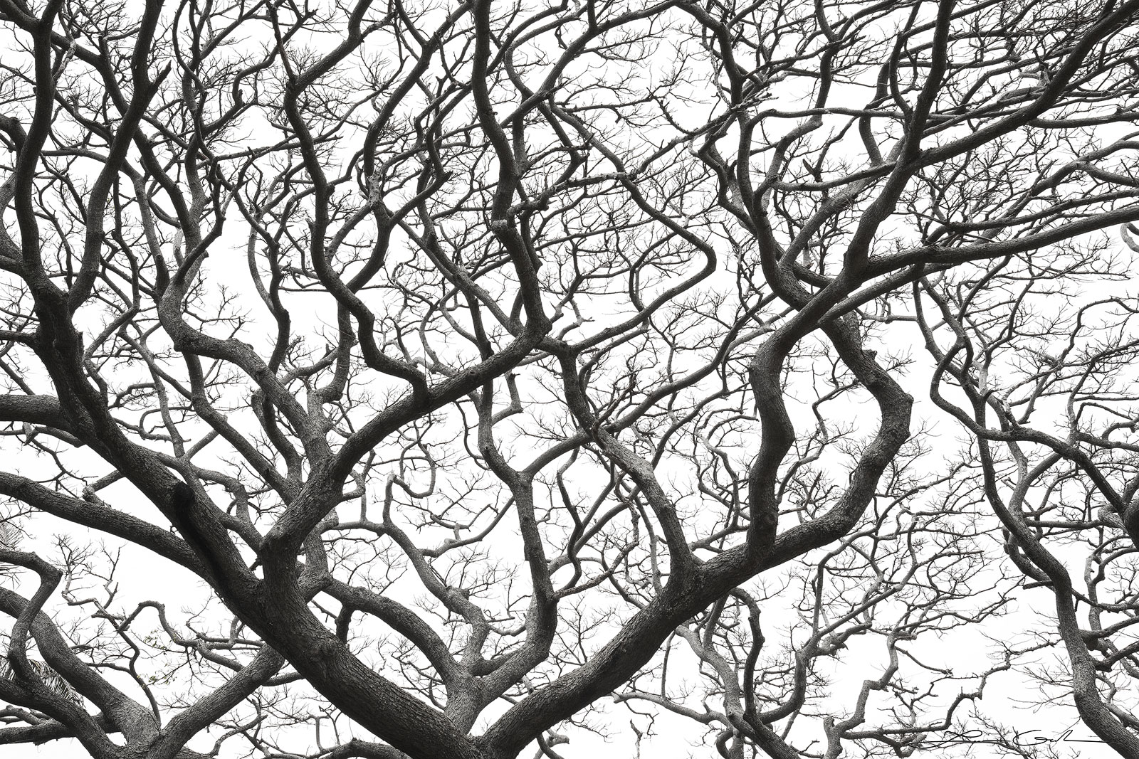 Black and white fine art photography featuring the intricate branch network of leafless trees against a stark white sky, reminiscent of a neural network - Gintchin Fine Art.